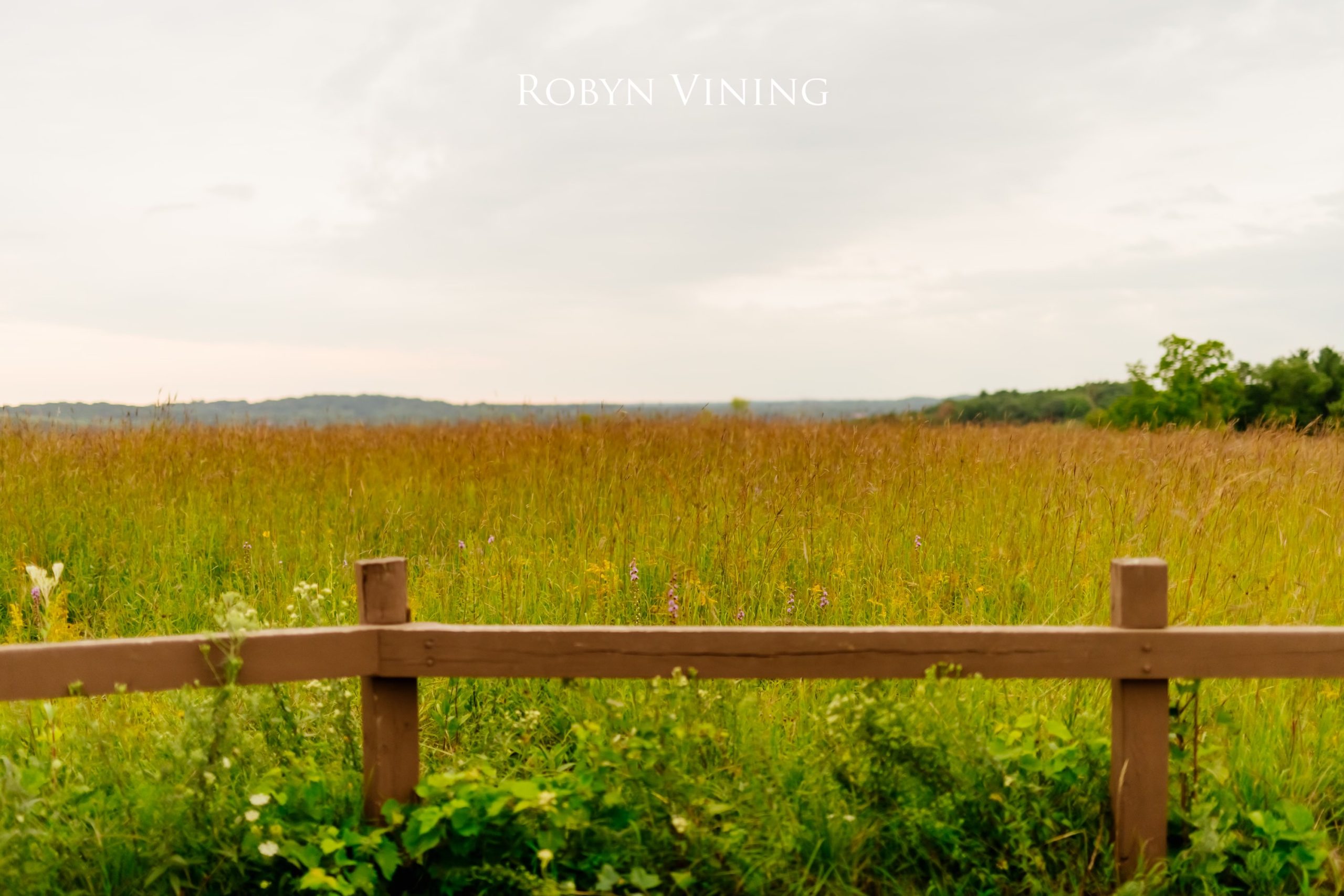 large green and yellow field with a wooden fence in the foreground