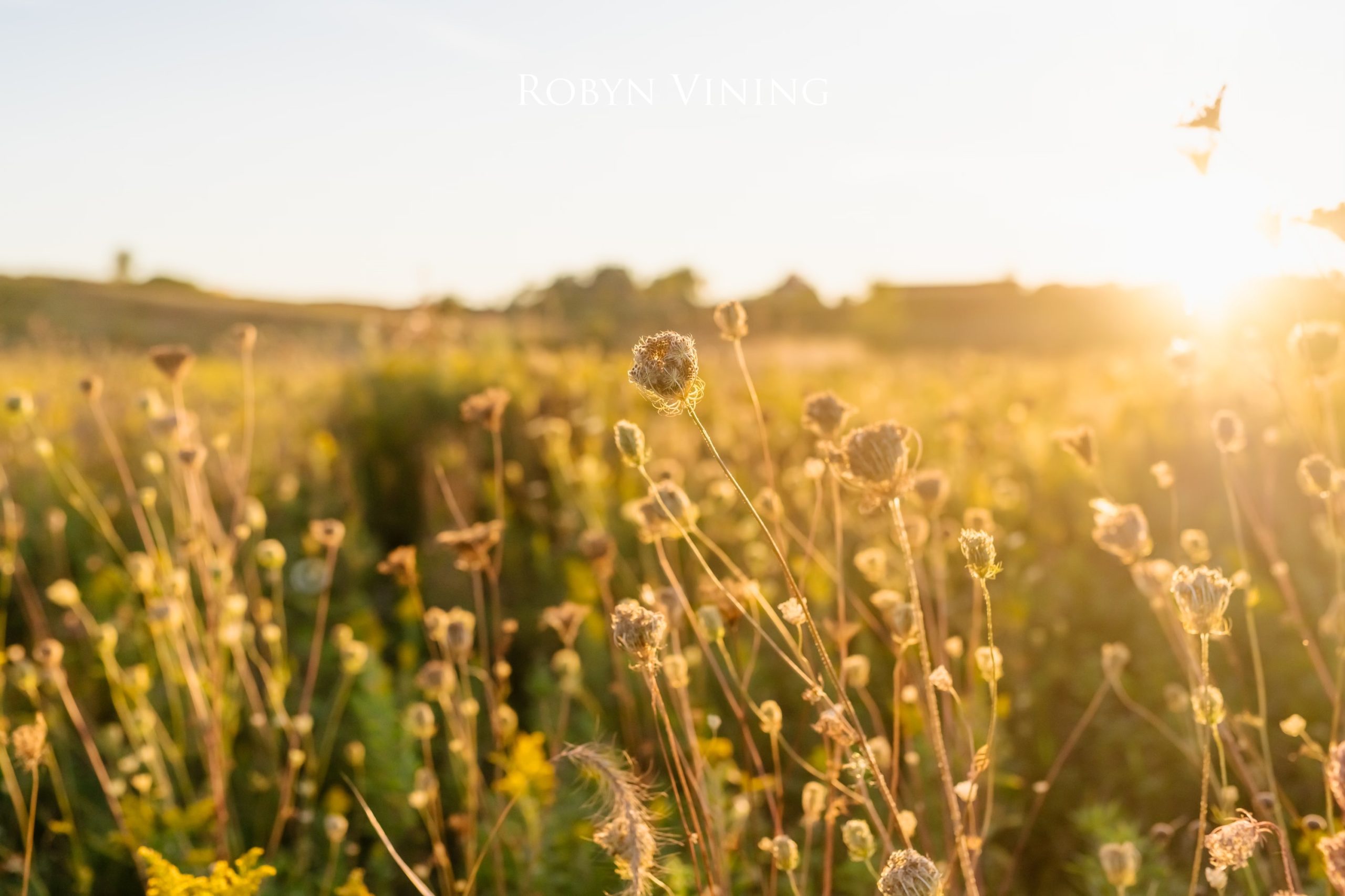 close up of native vegetation in an open field at sunset