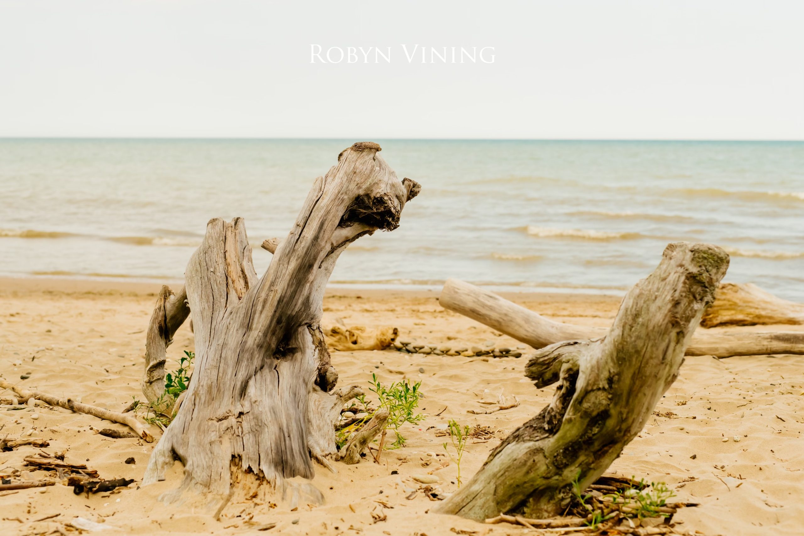 two large pieces of driftwood on the shore with a view of the lake in the background