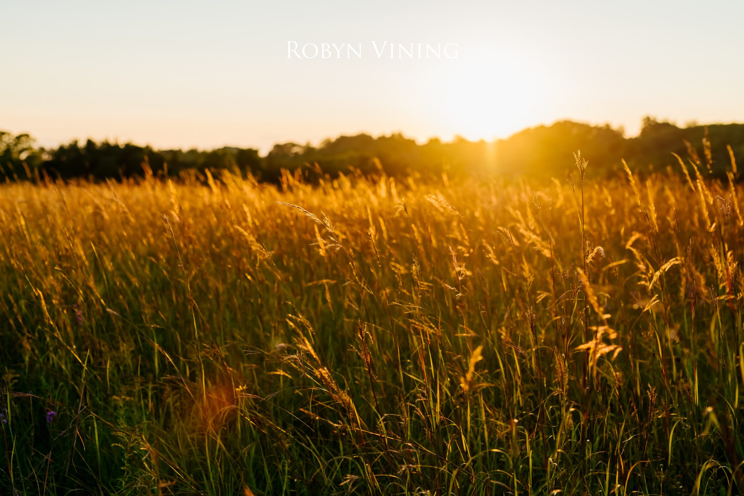 open field of long grass at sunset